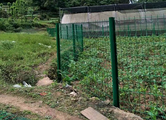 重庆桃形柱黄瓜视频成人下载